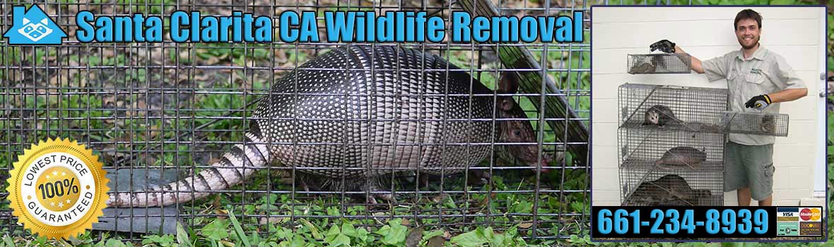 Santa Clarita Wildlife and Animal Removal